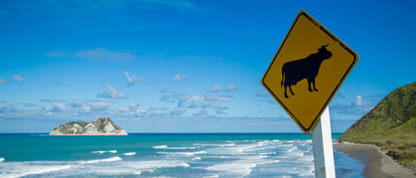 New Zealand Road Trips